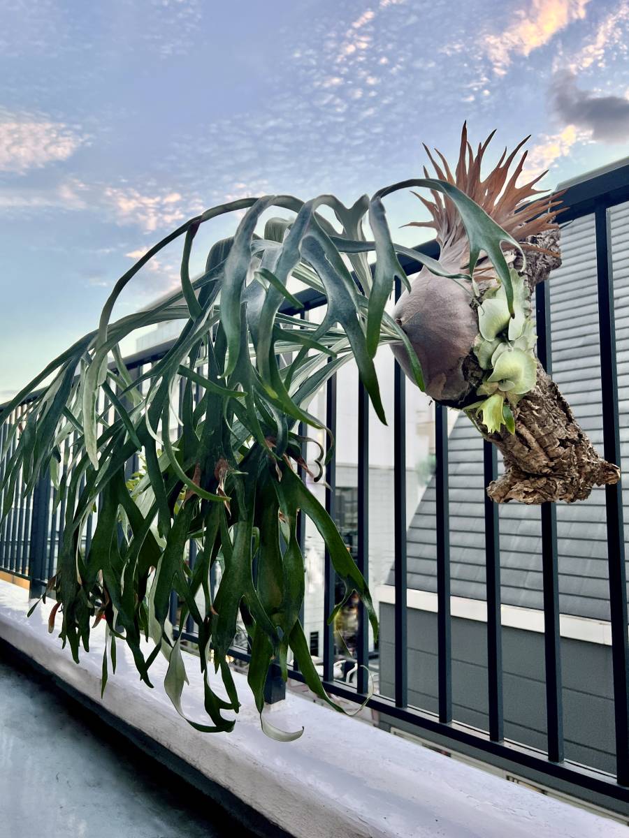 ◆ Rydeen　ビカクシダ　Platycerium コウモリラン　ライディーン