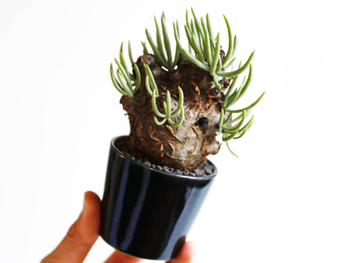 ドッシリ丸型 ◎ 発根済 チレコドン ペアルソニー Tylecodon pearsonii