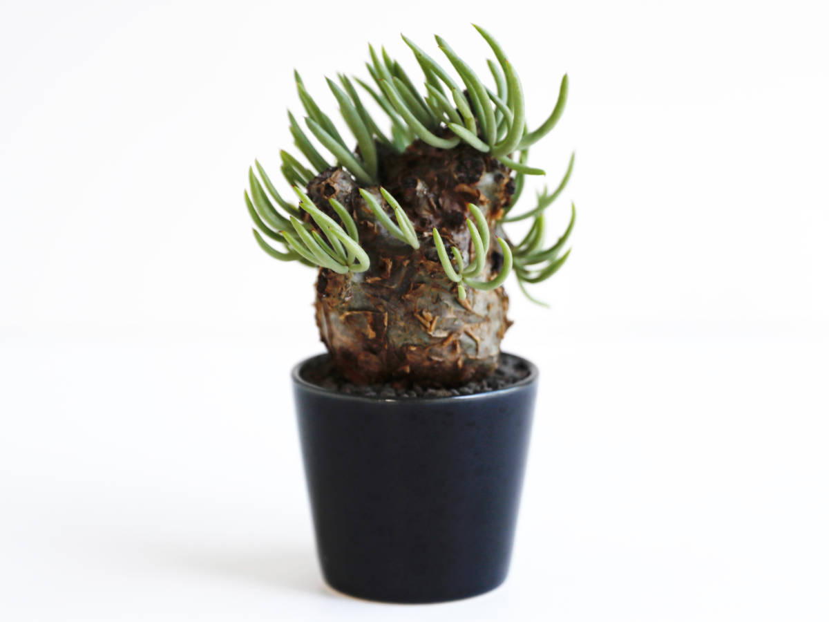 ドッシリ丸型 ◎ 発根済 チレコドン ペアルソニー Tylecodon pearsonii