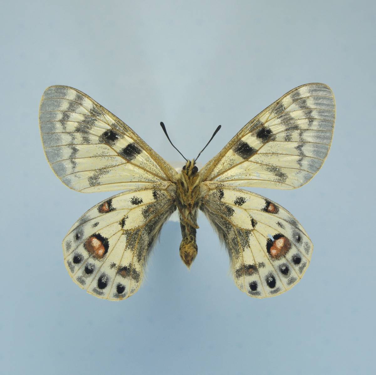 蝶 標本 カルトニウスウスバシロチョウ 0 wernickei A 蝶　標本　カルトニウスウスバシロチョウ　Parnassius charltonius romanovi ♀　N-Pamir
