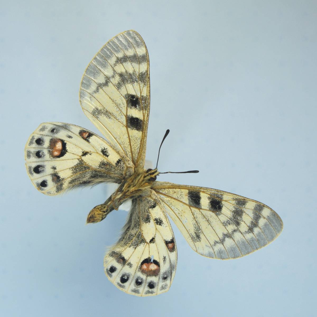 パルナシウス・カルトニウス（オス、インド） 蝶 カルトニウスウスバシロチョウ Parnassius charltonius 標本 | 外