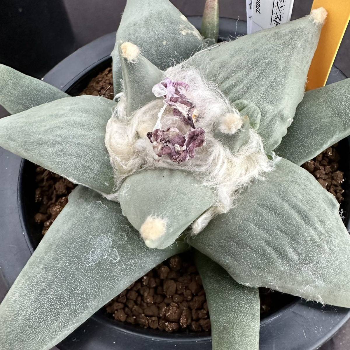 サボテン 花牡丹モンスト