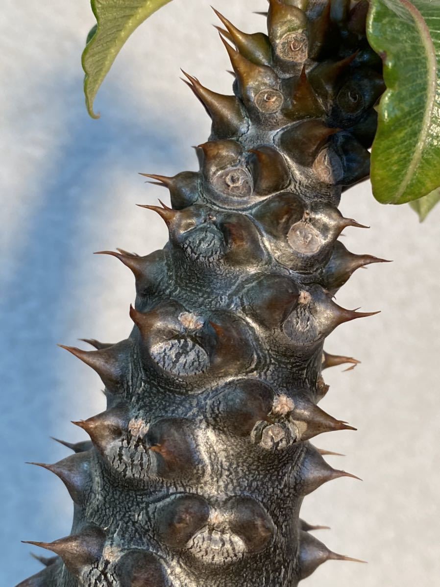 種子】パキポディウム バロニー 塊根植物 100粒 Pachypodium baronii