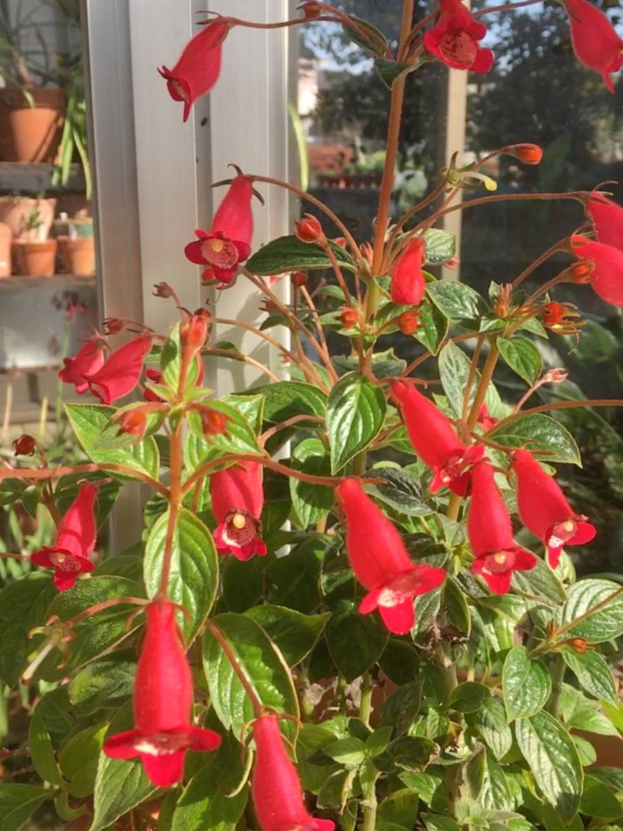 グロキシニアの値段と価格推移は 28件の売買情報を集計したグロキシニアの価格や価値の推移データを公開