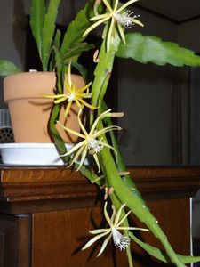 クジャクサボテンの値段と価格推移は 121件の売買情報を集計したクジャクサボテンの価格や価値の推移データを公開