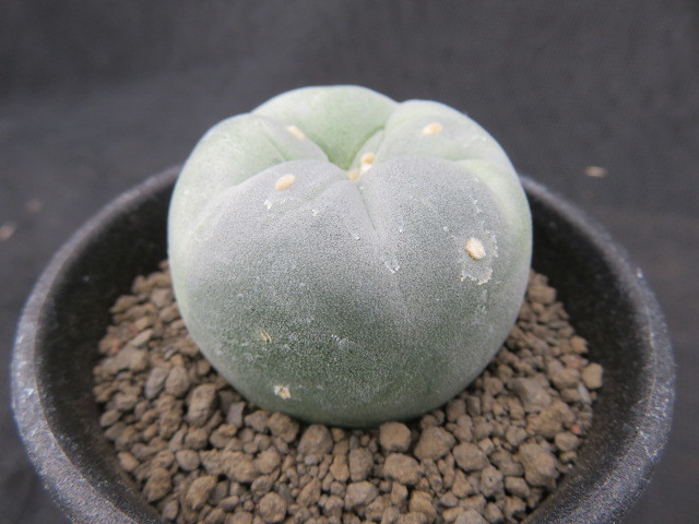 ロホホラ 銀冠玉錦綴化種子 - 実生 ロホホラ ロフォフォラ 実生 サボテン・多肉植物＞ サボテン 銀冠玉錦