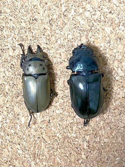 ラスト】フルストルファーオウゴンオニ 標本用死虫 フルストルファー  