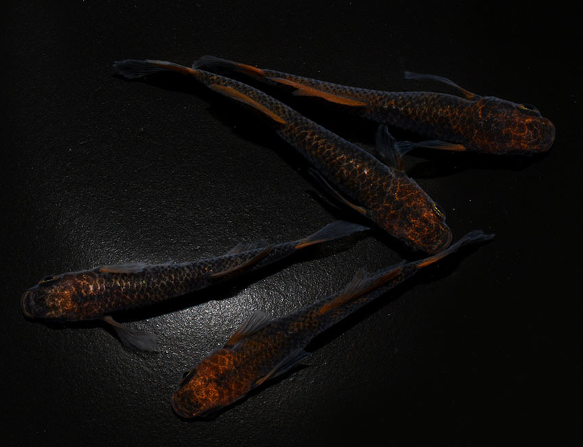 2ペア 特上種親候補 若魚 商品詳細｜マルゲン メダカ 伊達 五