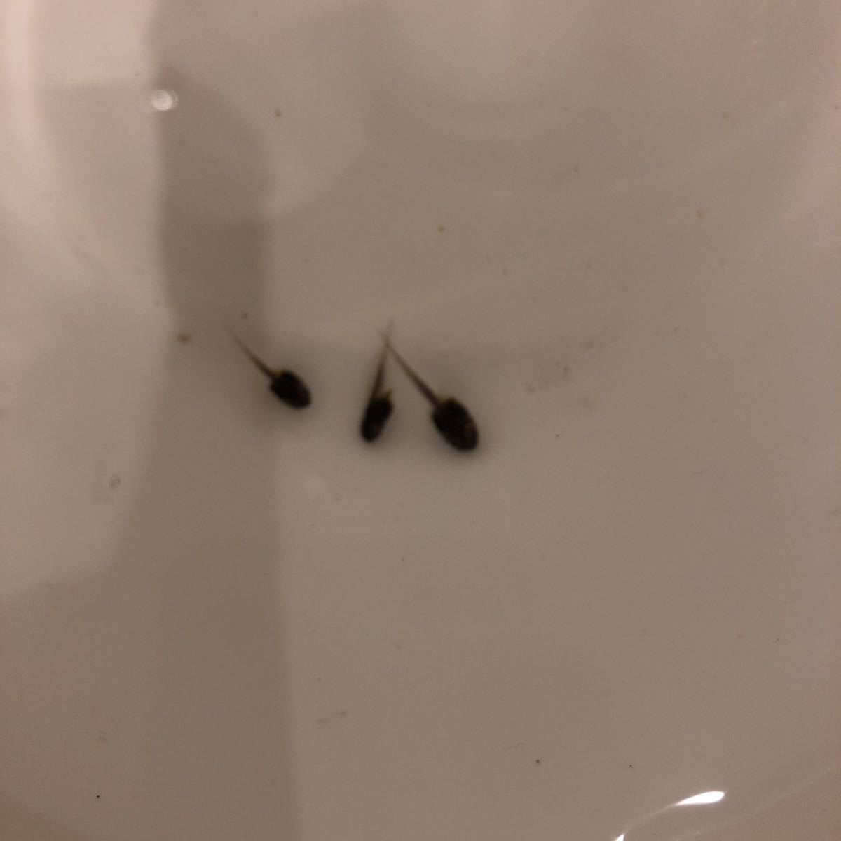 国内CB ミルキーフロッグ　オタマジャクシ　3匹