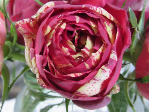 レア spバラ レア切花品種 薔薇苗 挿し木 四季咲き 凛とした絞りの切花