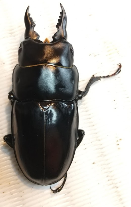 ヨツボシヒナカブト ペア♂41.0mm×♀31.4mm | TSUM1947.BY