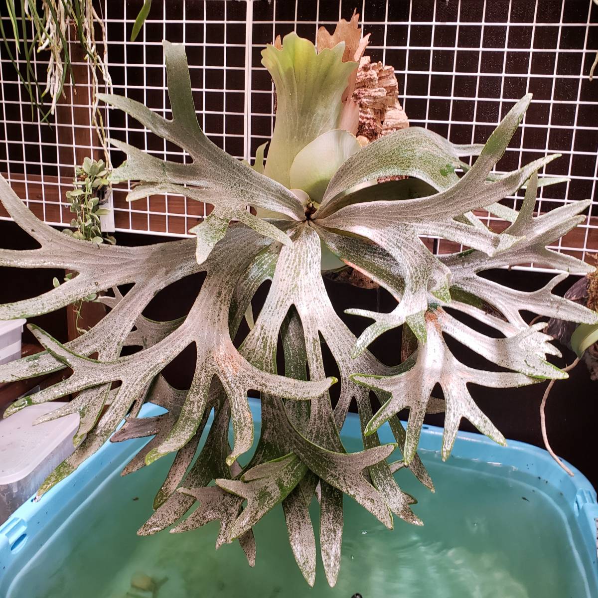 R*.様 E-1 P.bifurucatum white ビフルカツムホワイト R*.様 E-1 P