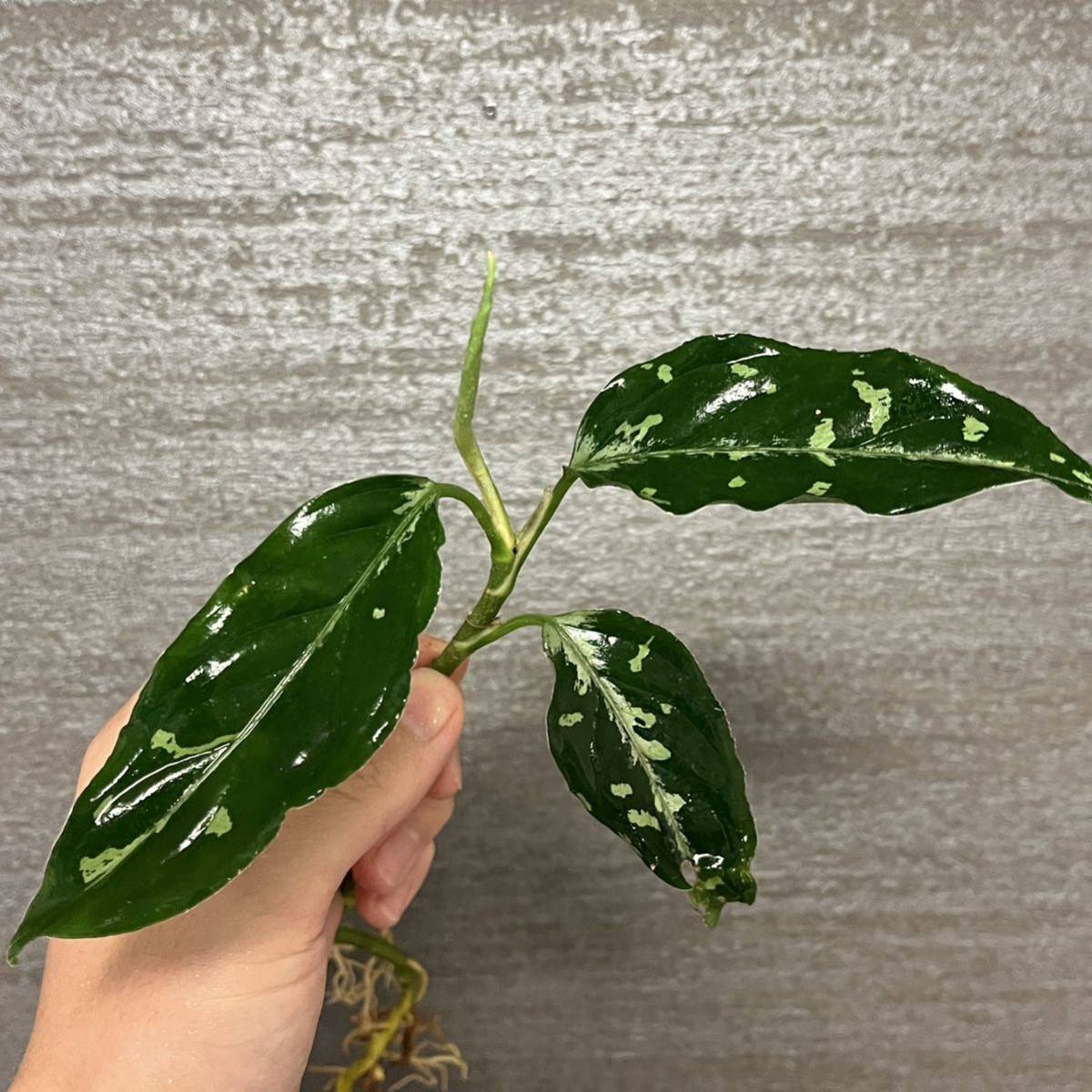 アグラオネマ/Aglaonema pictum tricolor 南方スマトラ-Sumatraサン