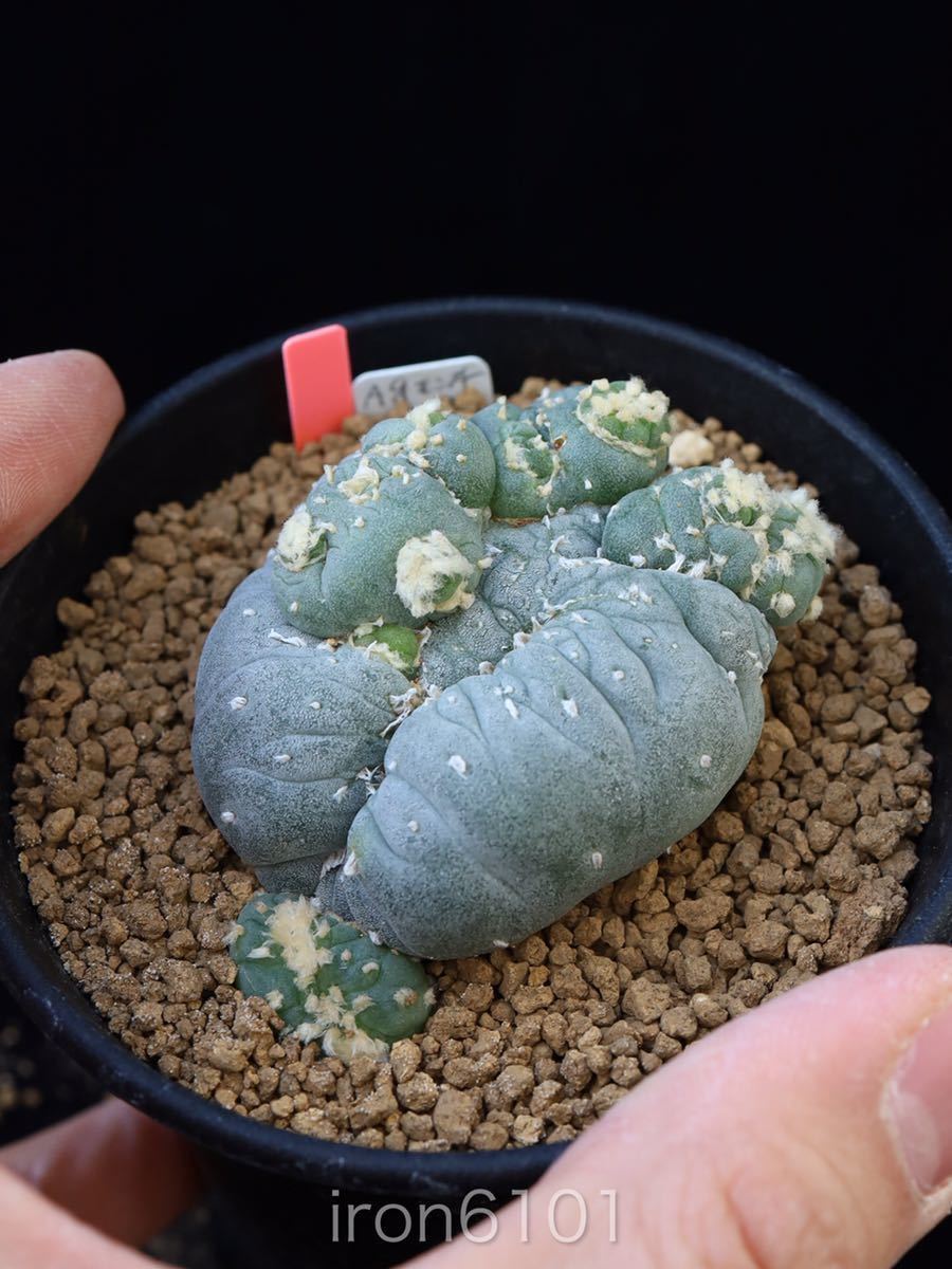 FM　コエレシー　銀冠玉モンスト サボテン：ロフォフォラ 銀冠玉モンスト*幅8cm 現品！一品限り : 遊恵