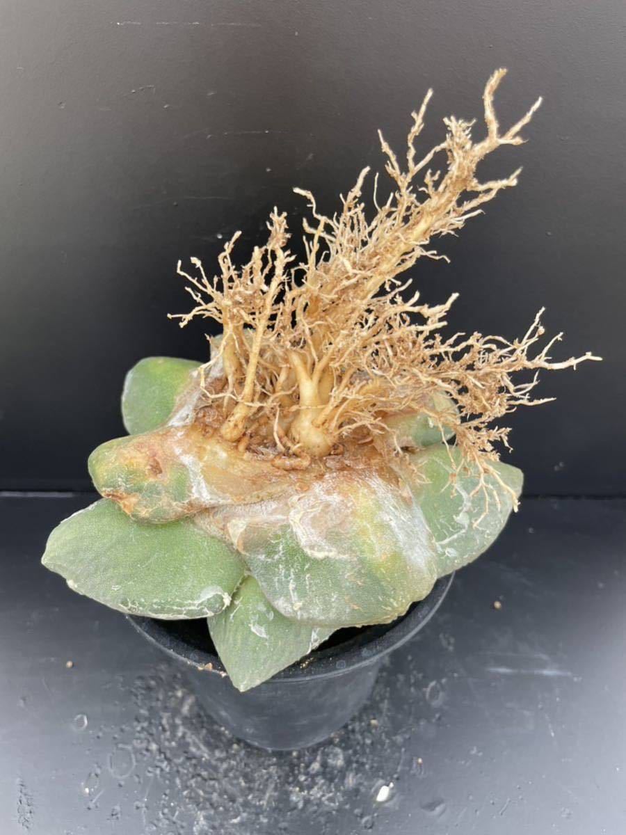 4 サボテン 花牡丹 牡丹 ゴツゴツ（接ぎおろし・自根・抜き苗発送