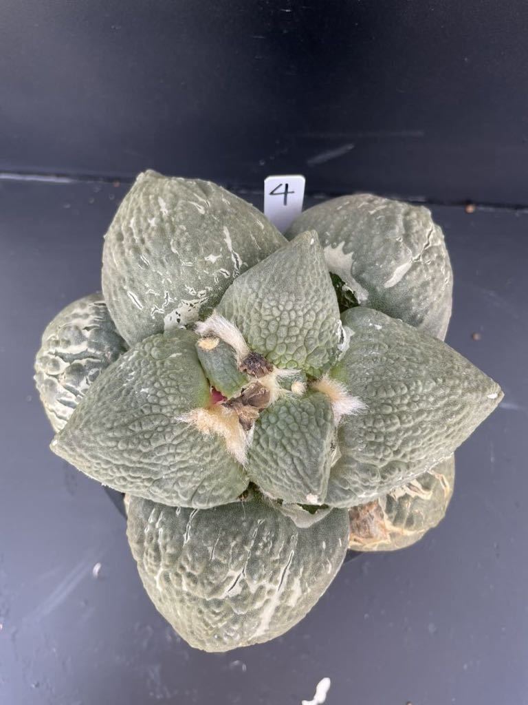 4 サボテン 花牡丹 牡丹 ゴツゴツ（接ぎおろし・自根・抜き苗発送