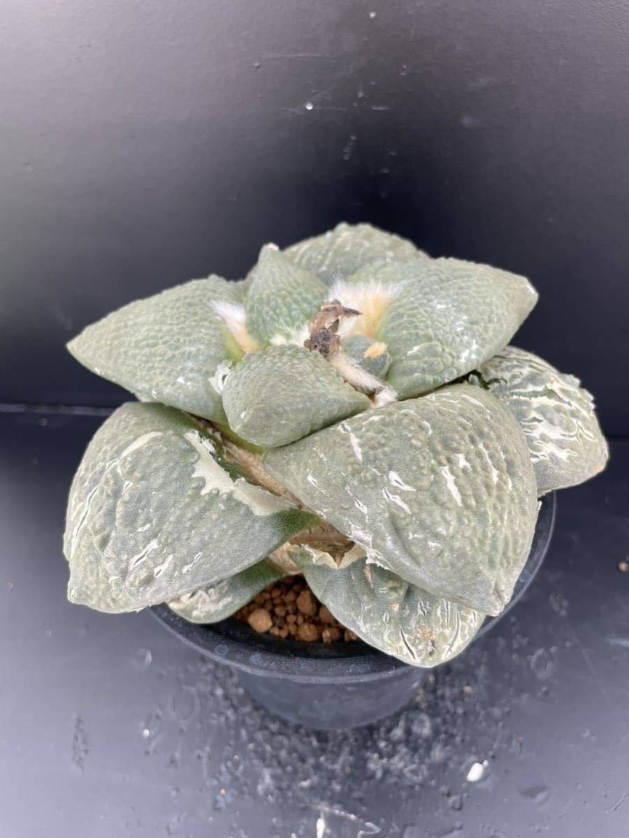 サボテン　アオリカルプス　花牡丹　接ぎ降ろし自根 4 サボテン 花牡丹 牡丹 ゴツゴツ（接ぎおろし・自根・抜き苗発送