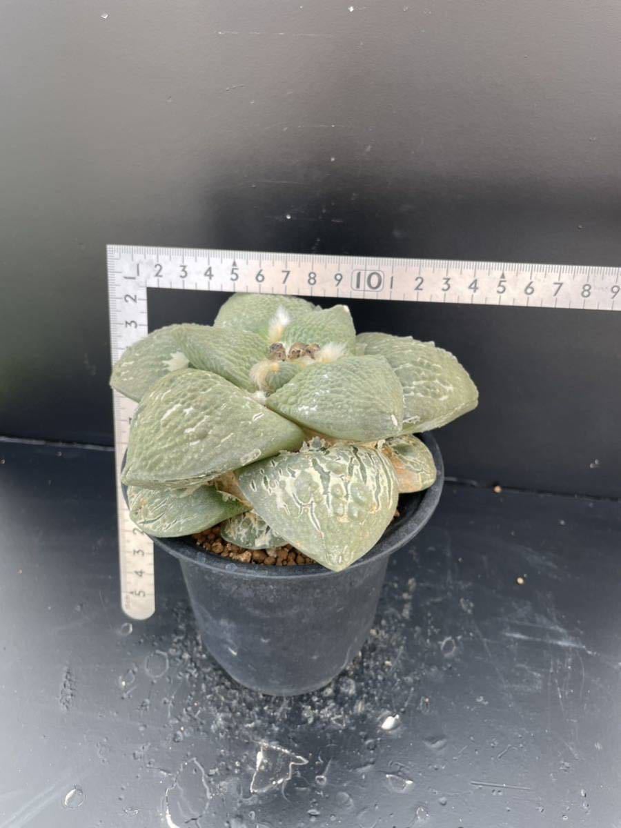 4 サボテン 花牡丹 牡丹 ゴツゴツ（接ぎおろし・自根・抜き苗発送