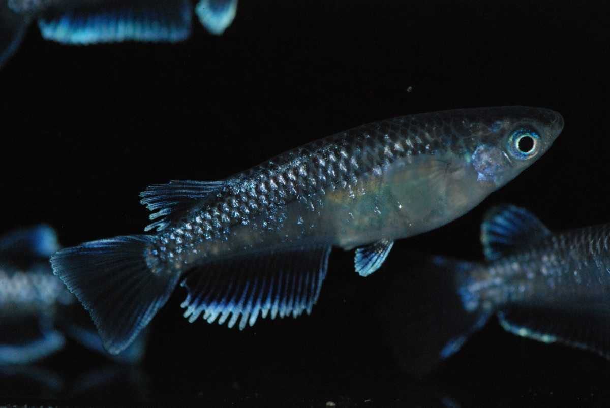 【Aqua Lux】 初出品！ イカの軟骨　ワイドフィン系統　２ペア　『リバーファーム様作出』めだか アクアルークス