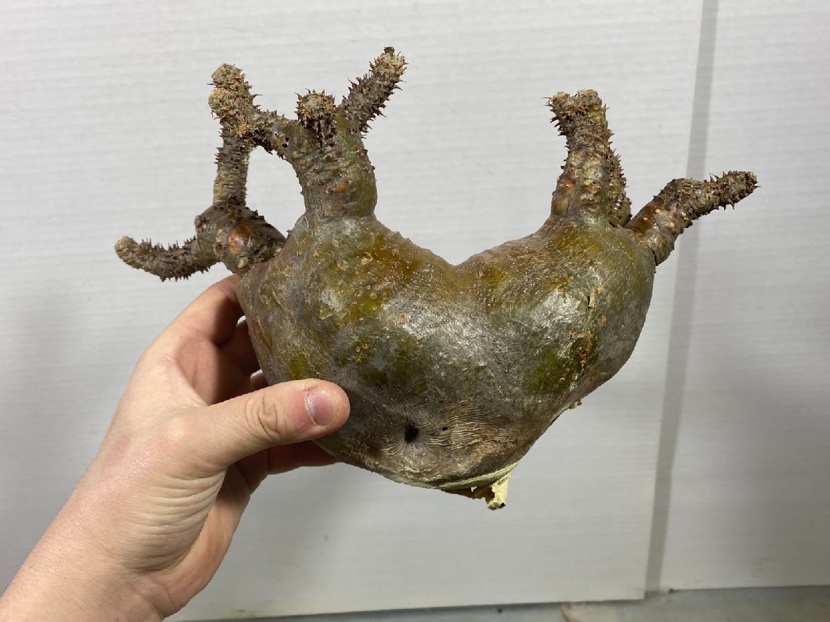 Pachypodium パキポディウム マカイエンセ現地球 の （魔界玉）4号23