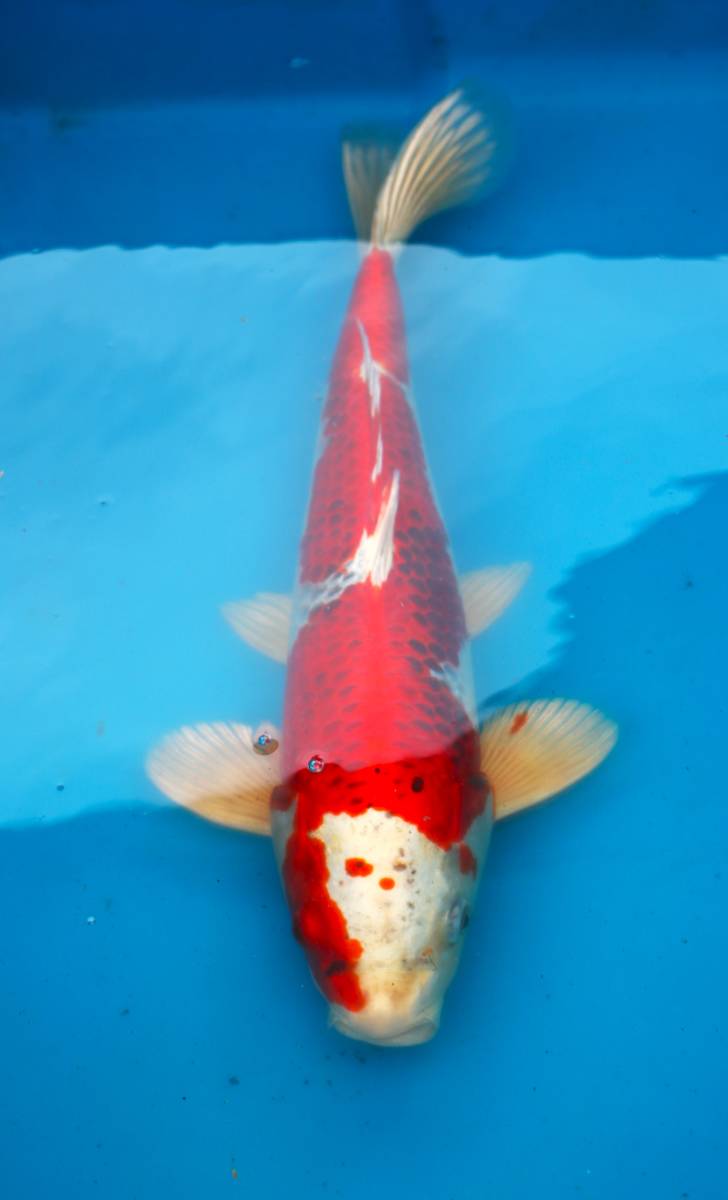 【低価，お買い得】 丸誠養魚場産地直送 2割引きセール 29-57 紅孔雀 ４２センチ 優良個体(錦鯉)｜売買されたオークション情報、yahooの商品情報をアーカイブ公開 - オークファン 錦鯉