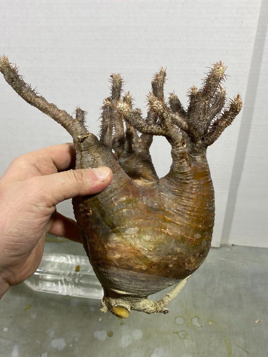 ア328 現地株 パキポディウム グラキリス ML 抜き苗 /最新到着 ア328 現地株 パキポディウム グラキリス ML 抜き苗 /最新到着