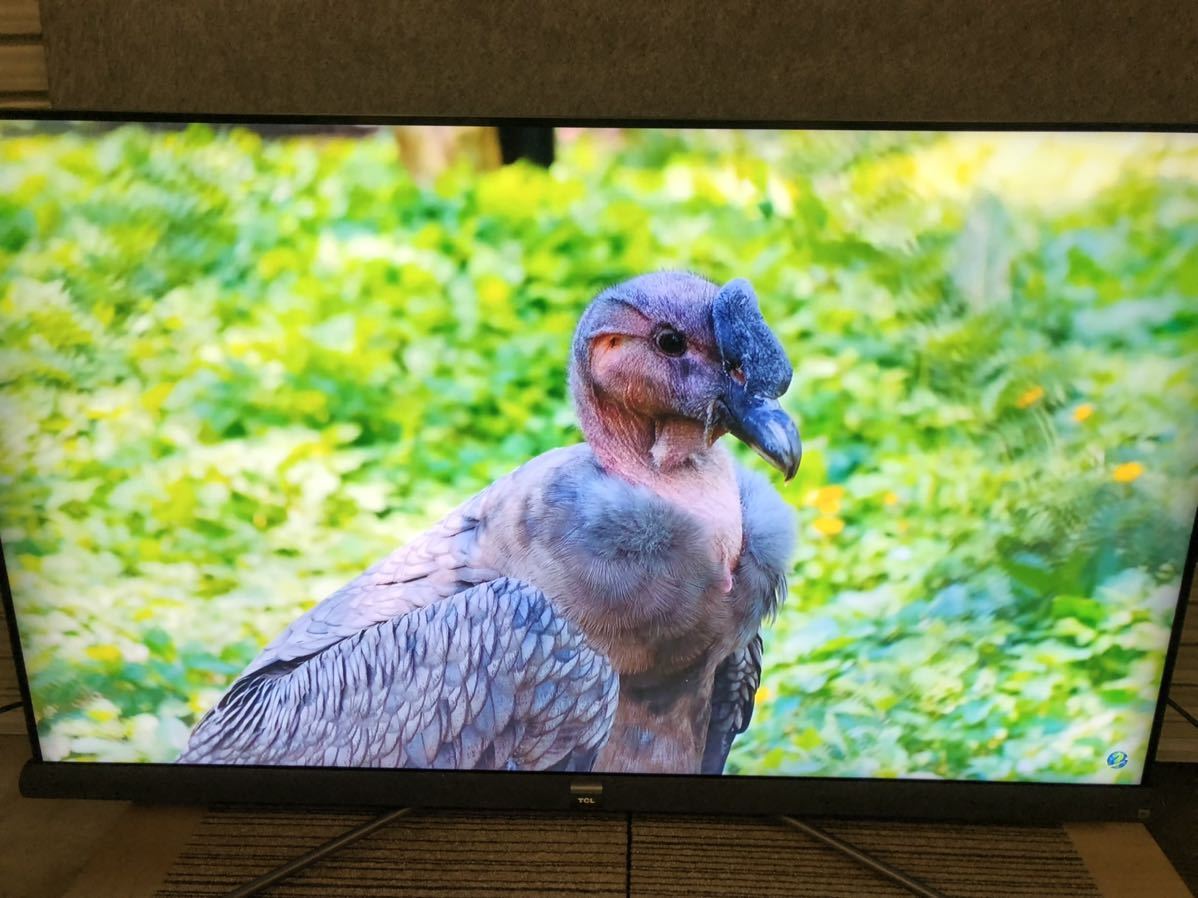 55型液晶テレビ ☆55C600U☆ TCL 55C600U 4K - 55C600UTCL 安