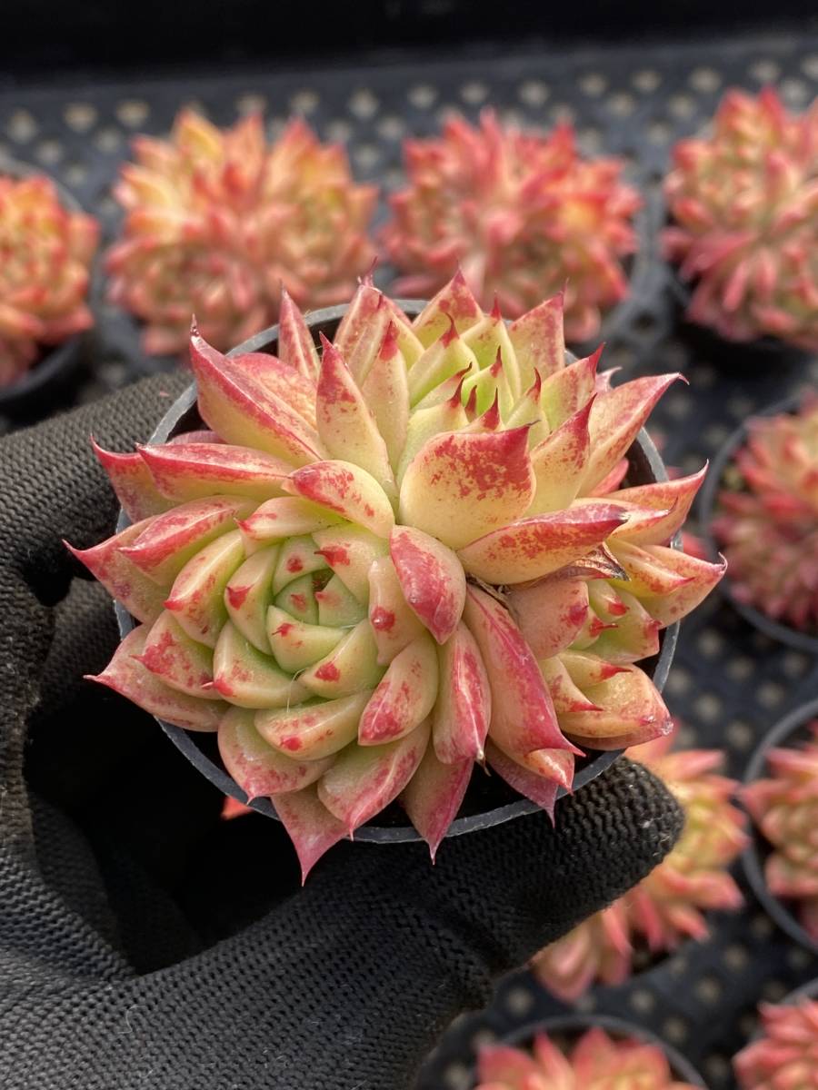 塊根植物 アデニウム，タイソコトラナム オクトパス、砂漠のバラ