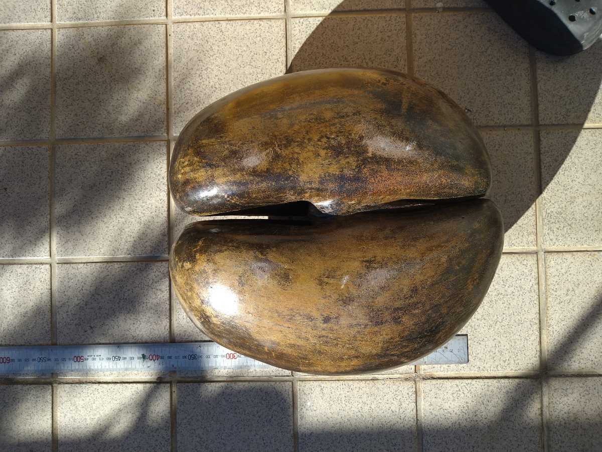 ギネスです、フタゴヤシ、世界一大きな種