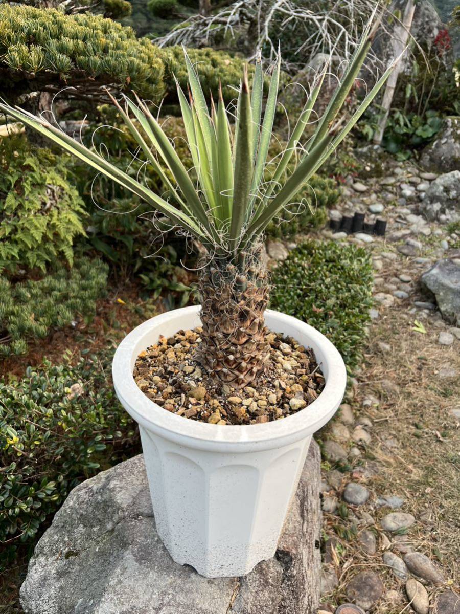 新葉 レア 発根　ユッカ フィリフェラ 耐寒性ー15 ドライガーデン 地植え シンボルツリー　ガーデニング Yucca 庭　希少