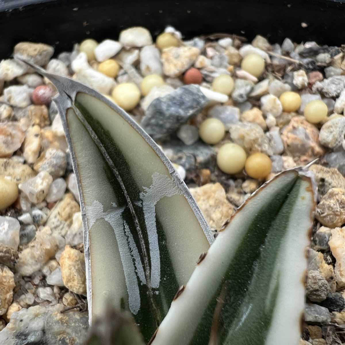 飛竜園 NO:087 多肉植物 アガベ 丸叶 氷山 極上株(アガベ)｜売買された  