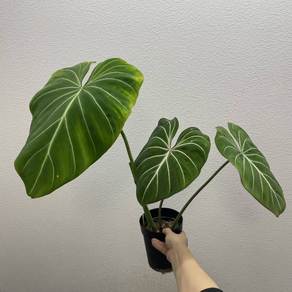 Pof］Philodendron gloriosum フィロデンドロン・グロリオーサム②