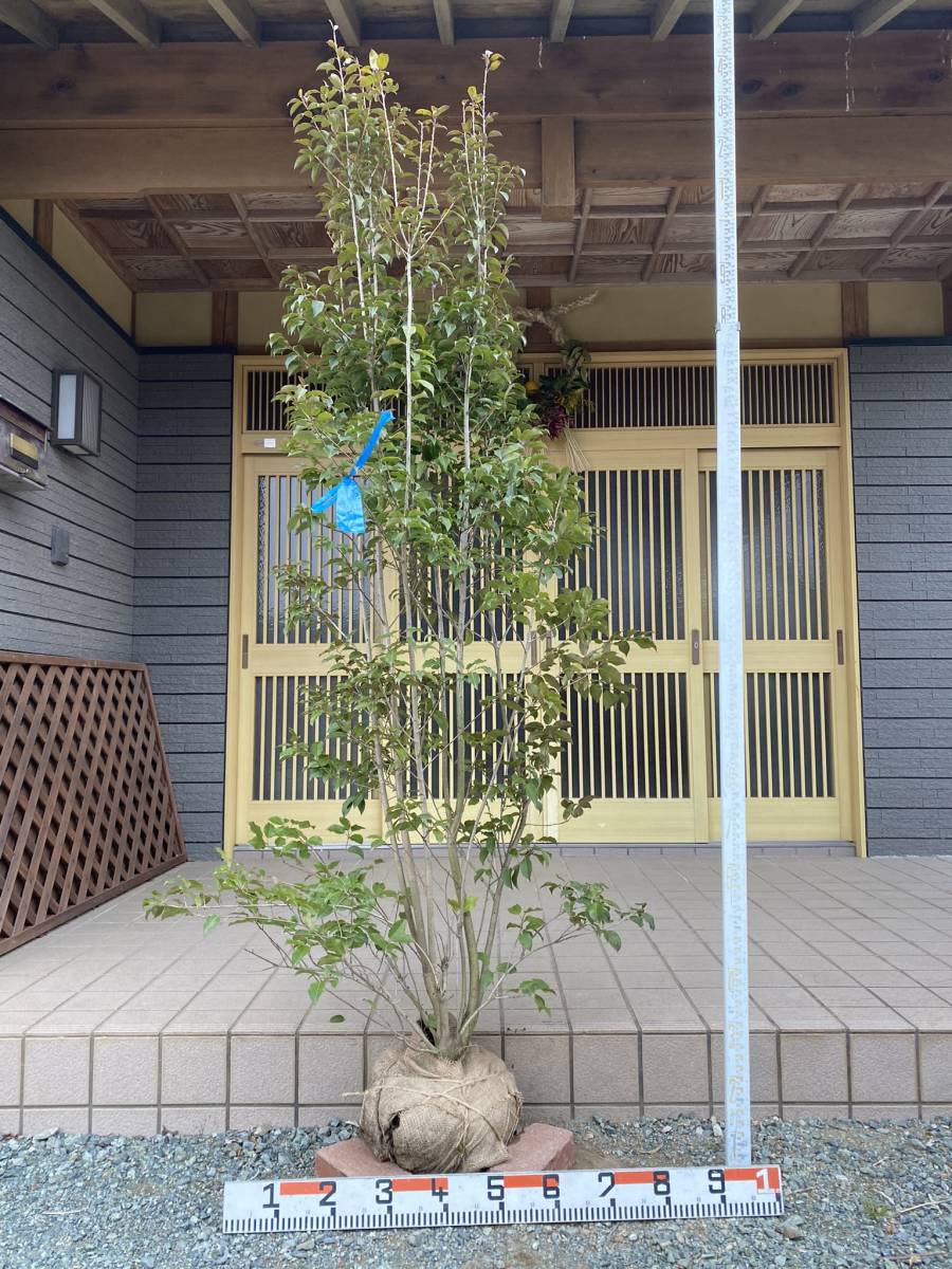 [Tree　Island] ソヨゴ　株立ち　④
