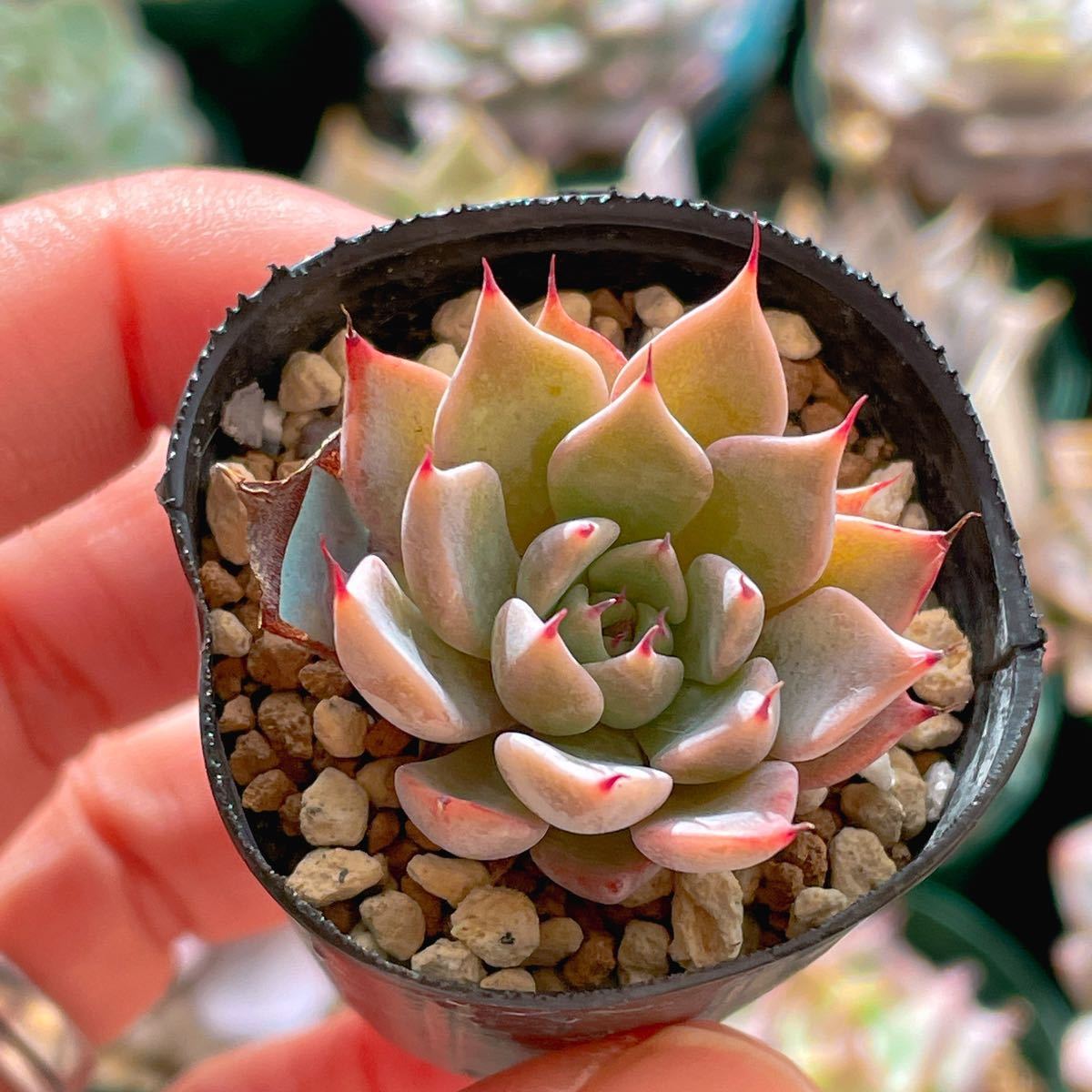 植物/観葉植物 美苗☆月影の宵xリンゼアナ おらいさん苗 青札 エケベリア