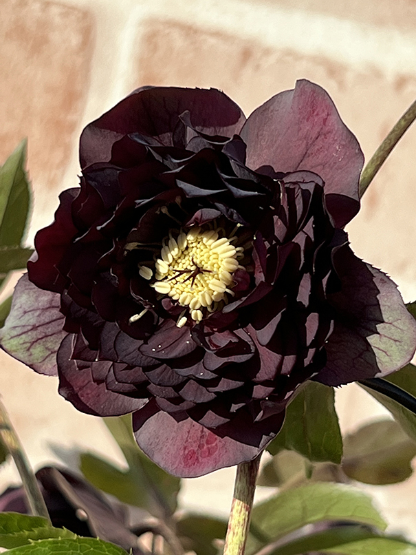 3-66◎超多弁ダーク系 クリスマスローズ 広瀬園芸