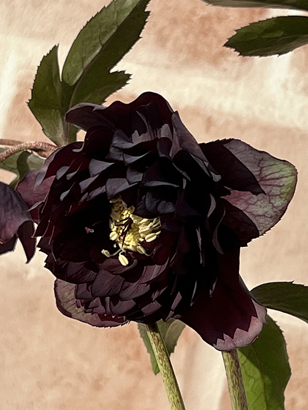 3-66◎超多弁ダーク系 クリスマスローズ 広瀬園芸