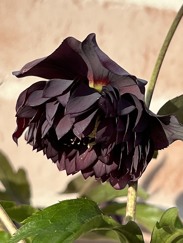 3-66◎超多弁ダーク系 クリスマスローズ 広瀬園芸