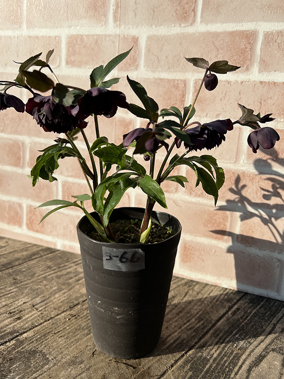 3-66◎超多弁ダーク系 クリスマスローズ 広瀬園芸