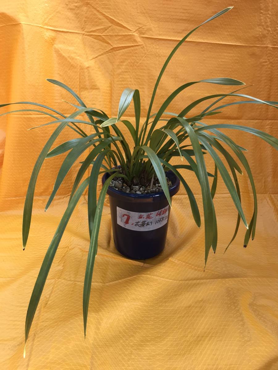 キンリョウヘン（花芽あり） ⑦