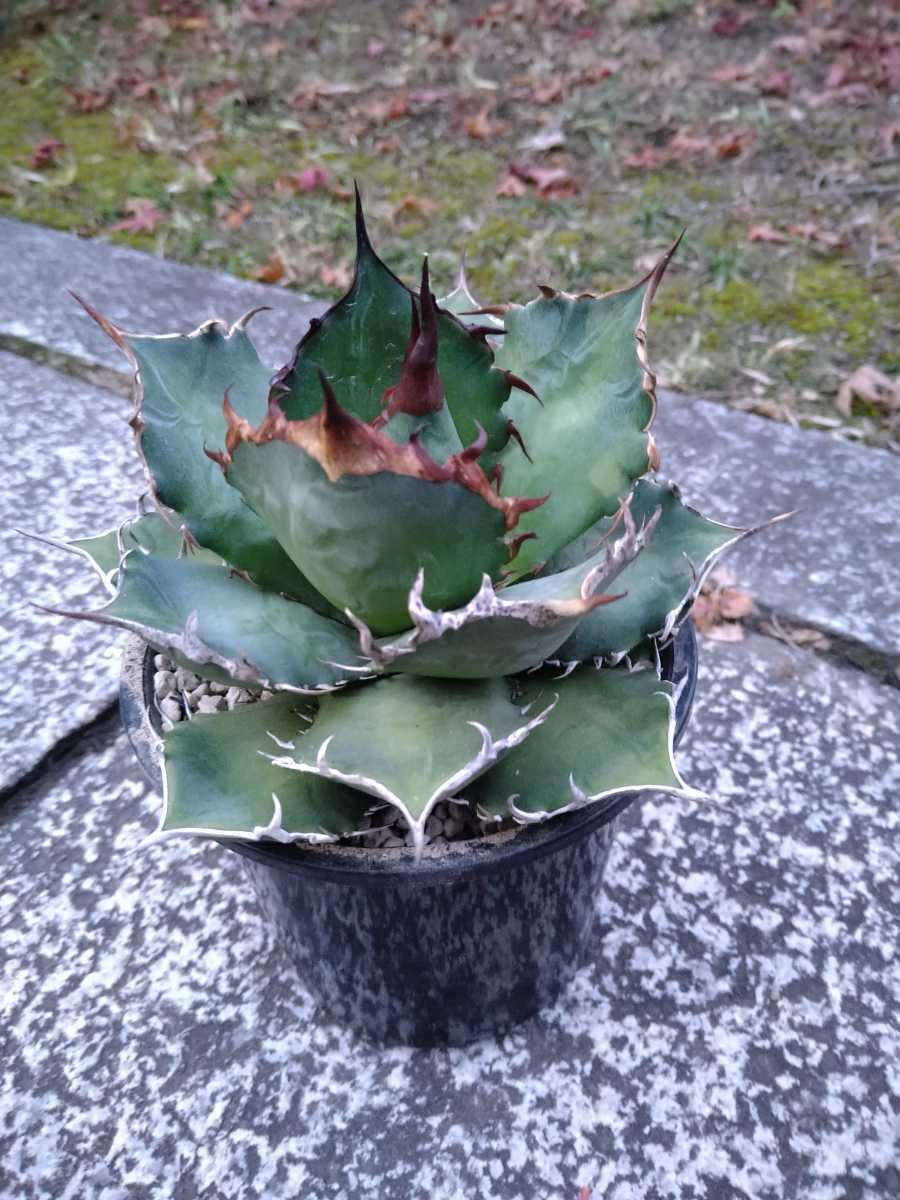 Agave titanota　アガベ チタノタ　オテロイ　oteroi