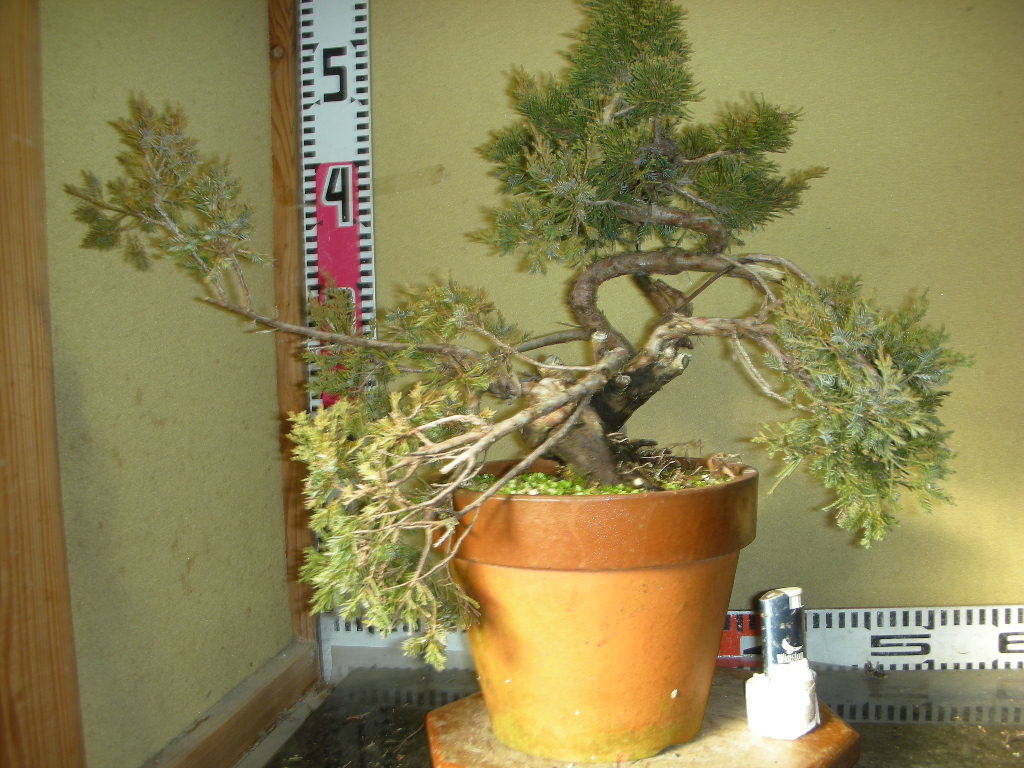 糸魚川真柏盆栽 1-11-5(松)｜売買されたオークション情報、yahooの