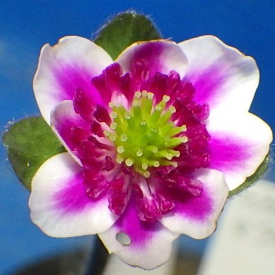 雪割草　29BS474-2034-R5-白覆輪二段　　(開花中)　検索用＃山野草＃ウチョウラン