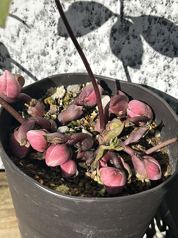 3-16 ピンクニゲル シングル クリスマスローズ 広瀬園芸(花)｜売買され