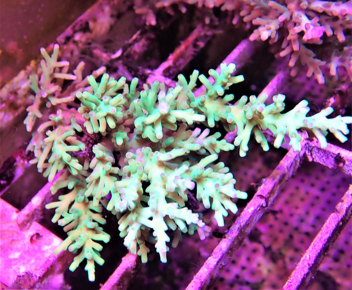Coral Sea Japan 八重山ミドリイシ ツツミドリイシ 10 H下棚上