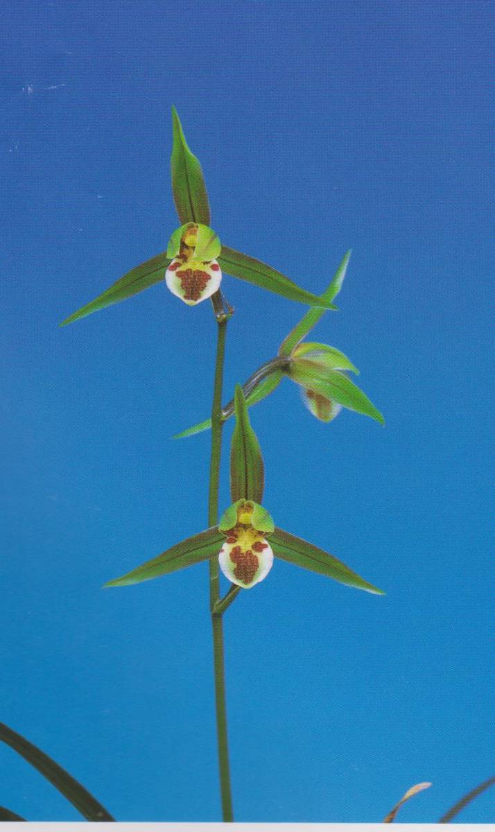 ★寒蘭★2-1 F交配 力動 更紗三角広弁丸舌 新木成木５条 