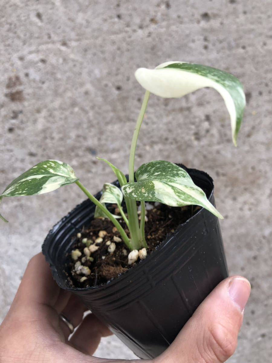 モンステラ 斑入り『イエローモンスター』 8号 特大苗木最高等級 極上