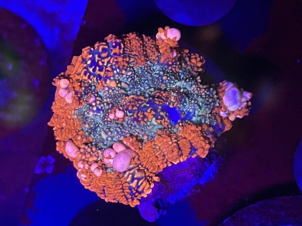  Mushroom coral ディスクコーラル(海水魚)｜売買されたオークション情報、yahooの商品情報をアーカイブ公開 - オークファン 海水魚