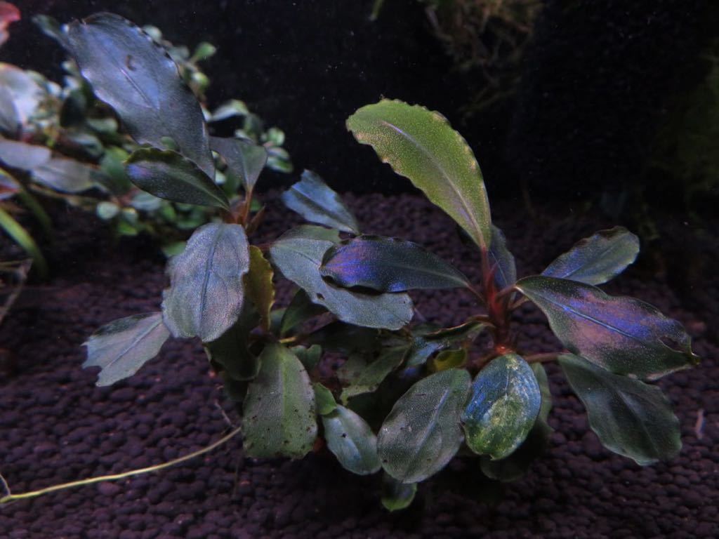 ブセファランドラsp. Silver Frost ブセファランドラ Frost（シルバー