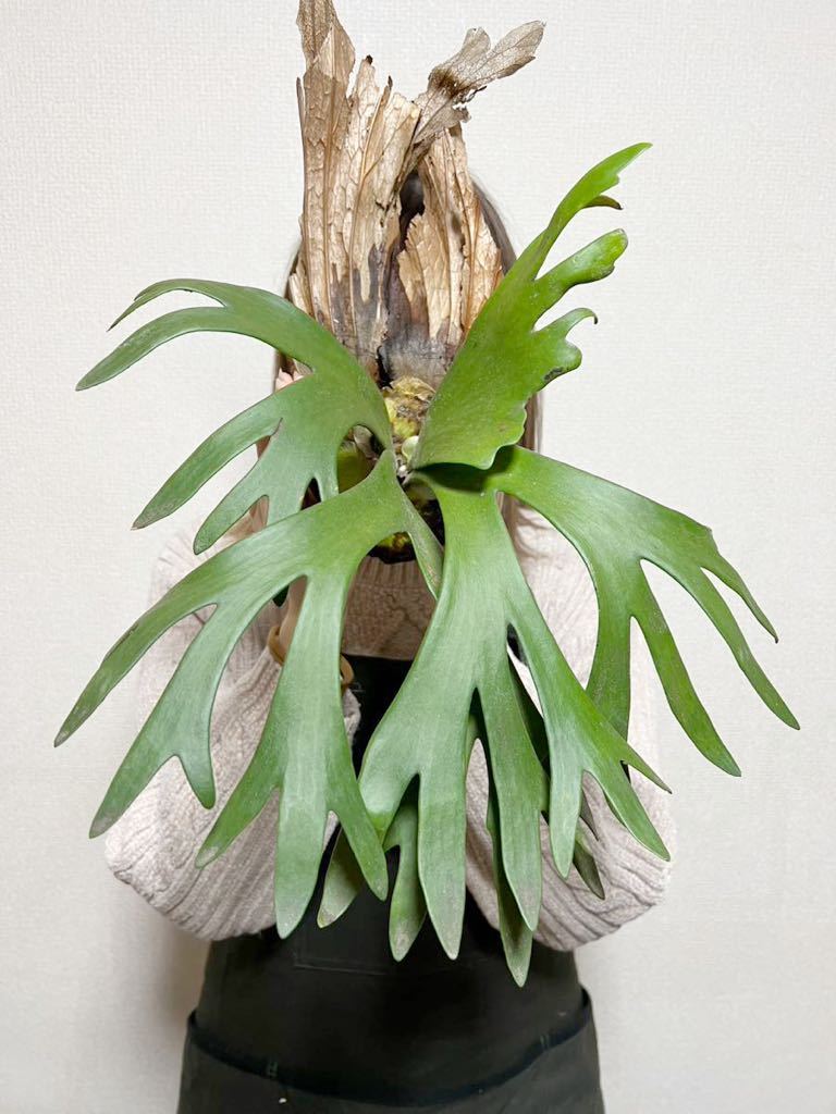 B36 ▽P.willinckii WILD ″Screw manba″▽ ウィリンキー スクリュー