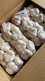 青森県 にんにく10Kg M 青森県にんにく10Kg M にんにく 約10kg 加工